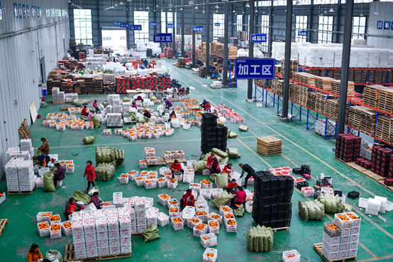 ▲ 丹棱橘橙目前已探索形成一条完整的农产品产业链，成功敲开三十多个省、直辖市、自治区消费市场的大门，并远销俄罗斯、东南亚等地。图为丹橙果业的采后加工仓。何浩｜摄
