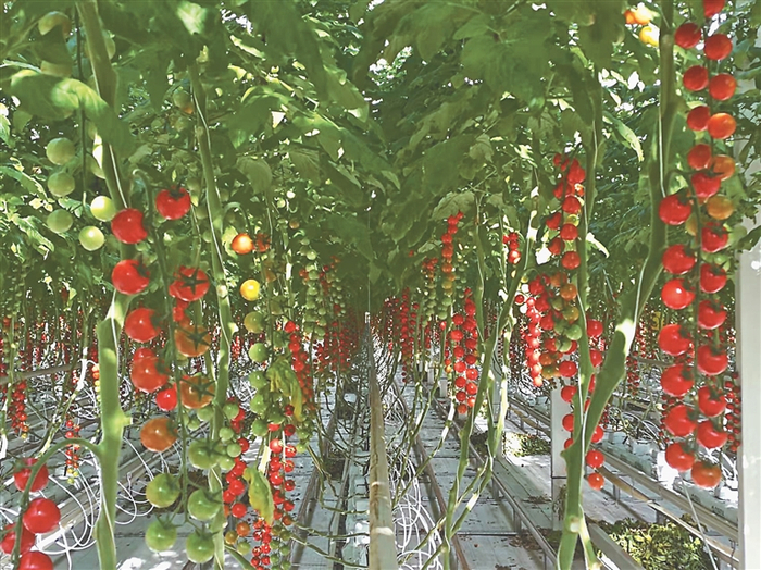 宏福现代农业产业园的樱桃番茄供不应求。