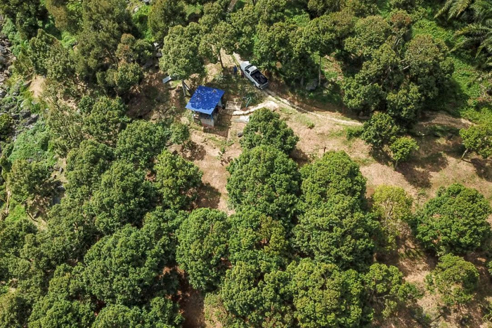 这是11月21日在马来西亚彭亨州劳勿航拍的“山姆猫山王榴莲园”。（无人机拍摄）新华社记者朱炜摄