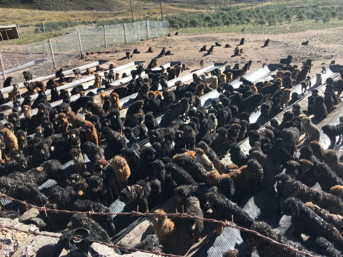 流浪藏獒收容中心&nbsp;图/受访者提供