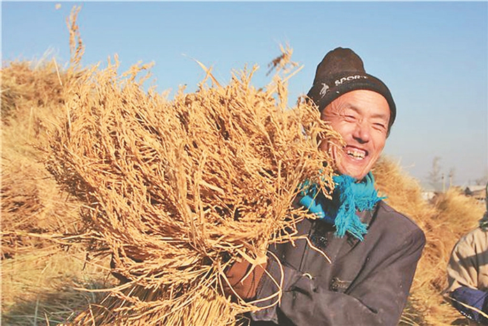 丰收。张民生摄