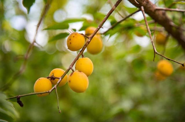 达川乌梅 言农 摄