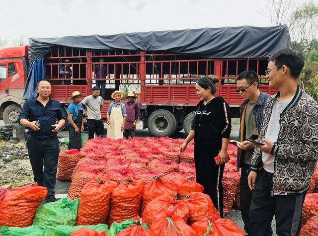 乌梅采摘季，商贩进村收购乌梅 言农 摄