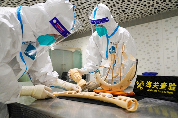 图为：关员对象牙、河马牙等濒危野生物种制品开展查验  林立/摄