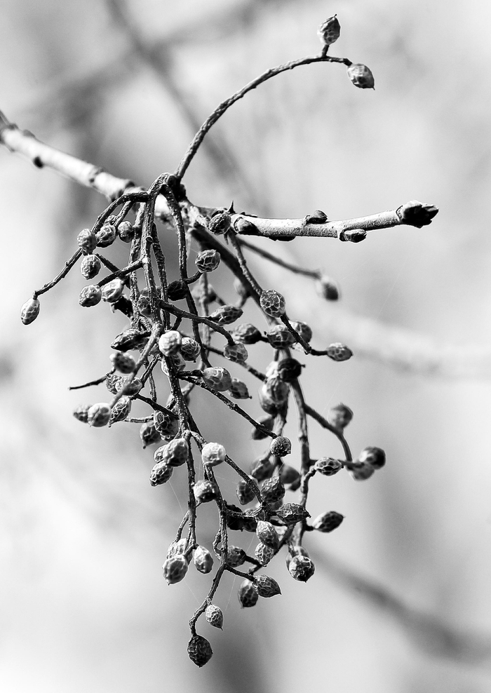 　　■黄连木古树的果实。