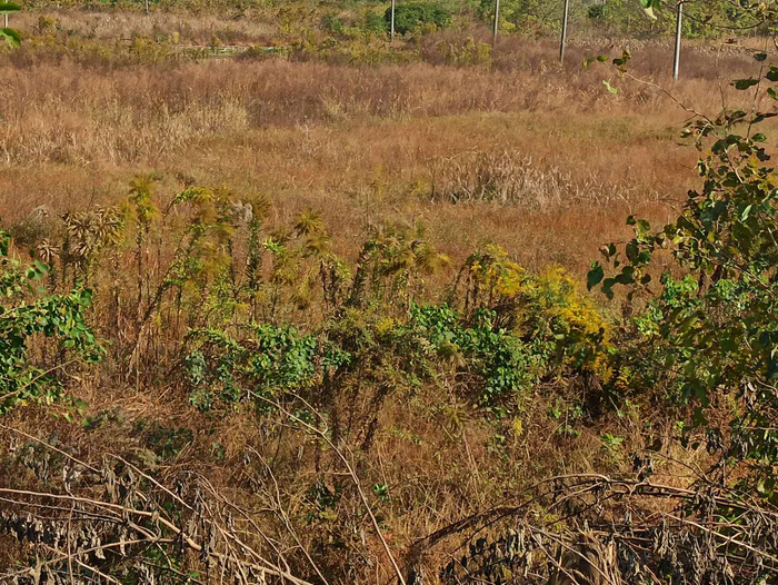 武汉市蔡甸区李集村一片荒地中生长的加拿大一枝黄花。新京报记者 吴梦真 摄