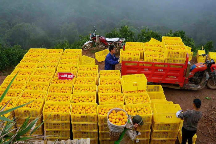 ▲ 过去，农户卖柑橘，一篓篓地卖，一担担地卖，如今，借助“拼购+产地直发”的模式，一车
