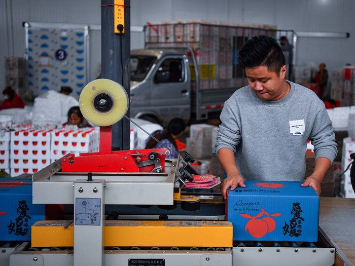 ▲上午采摘，下午分拣、打包、发