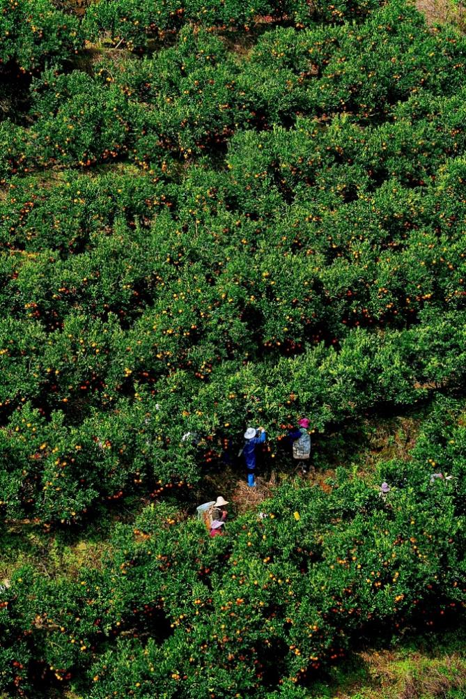 ▲ 10月底，在“褚橙之乡”云南省玉溪市新平县的水塘乡，冰糖橙进入采收期，漫山遍野的果子煞是好看。穆功｜摄
