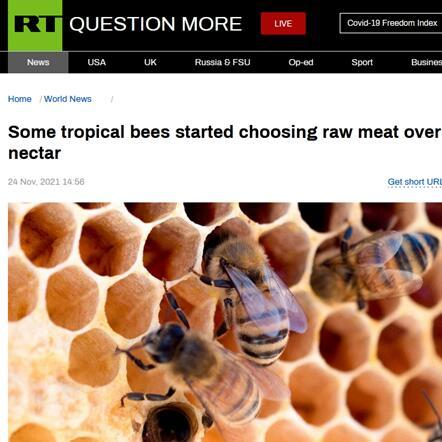RT：一些热带蜜蜂开始选择生肉而非花蜜