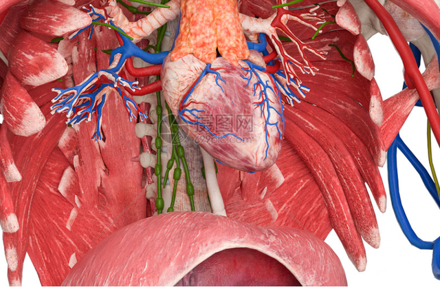 人体心脏结构特写 图片来源：摄图网