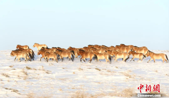 野马奔腾在卡拉麦里雪原。张赫凡 供图