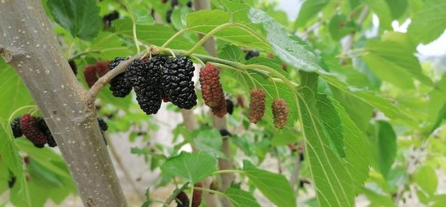 德昌县的水果品种丰富（余洋供图）