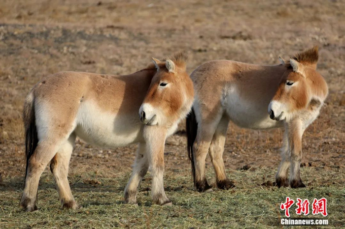 新疆卡拉麦里自然保护区诞生的世界上首例有纪录的普氏野马双胞胎长大了。张赫凡 供图