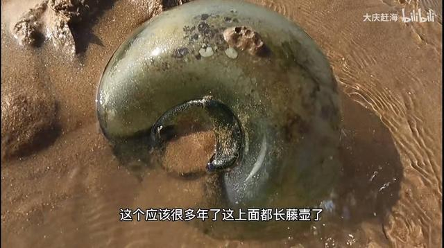 图源：视频截图 赶海过程中捡到的碎玻璃盆