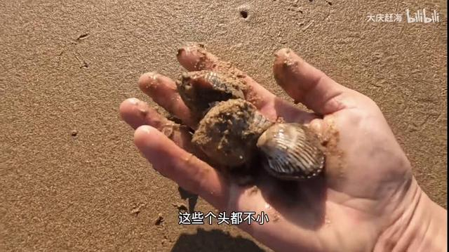 赶海收获图源：视频截图