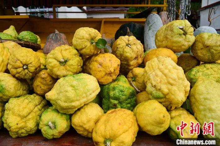 墨脱大柠檬，学名香橼，和柠檬均为芸香科植物。（中新社记者 贡嘎来松 摄）