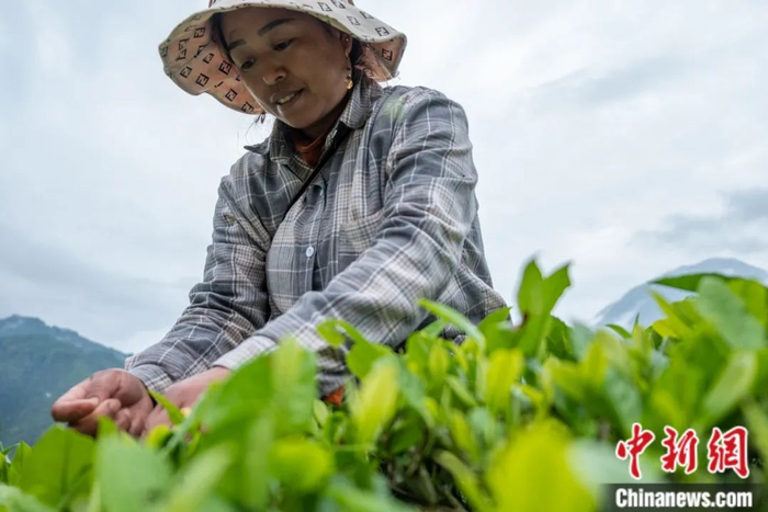 图为墨脱县背崩乡门巴族民众采摘茶叶。