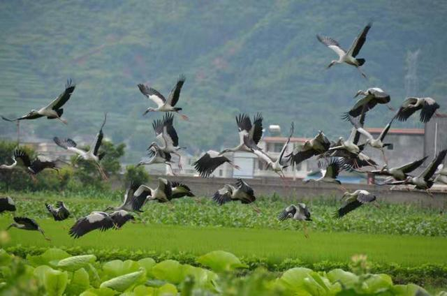 安宁河谷源头—宁源湖里飞鸟成群（刘翔供图）