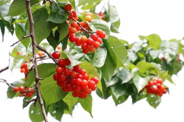 德昌县的水果品种丰富（余洋供图）