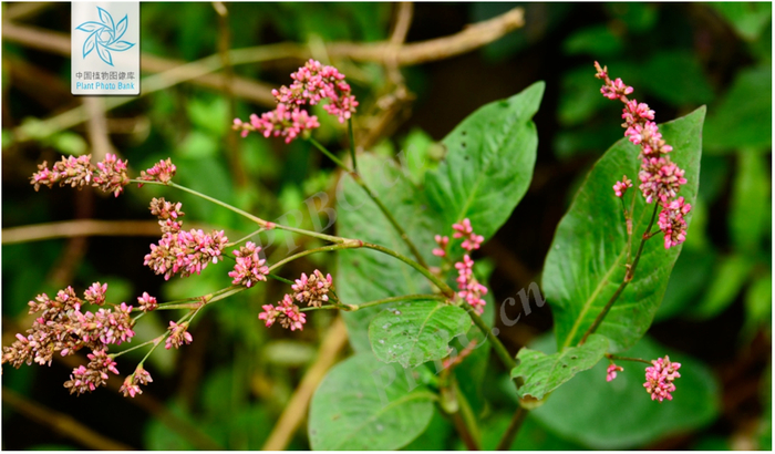 蓼蓝（图片来源：中国植物图像库）