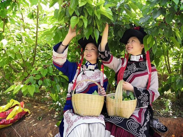 德昌县的水果品种丰富（余洋供图）