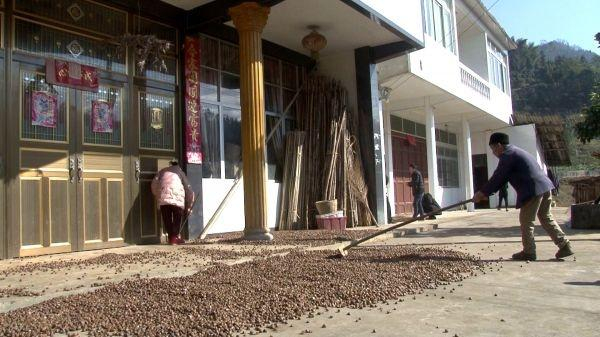村民在院坝里晾晒的油茶果 。（杨理 供图）