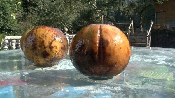 红花大油茶果实。（杨理 供图）