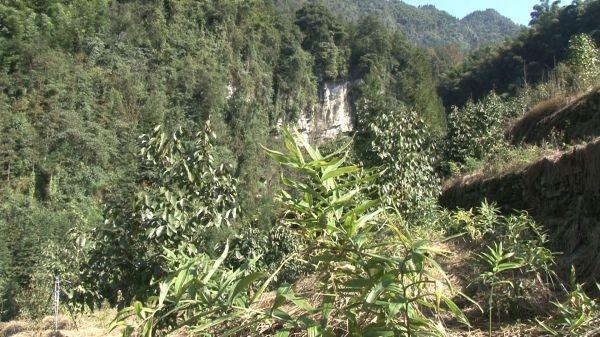 油茶林下套种的黄精。（杨理 供图）