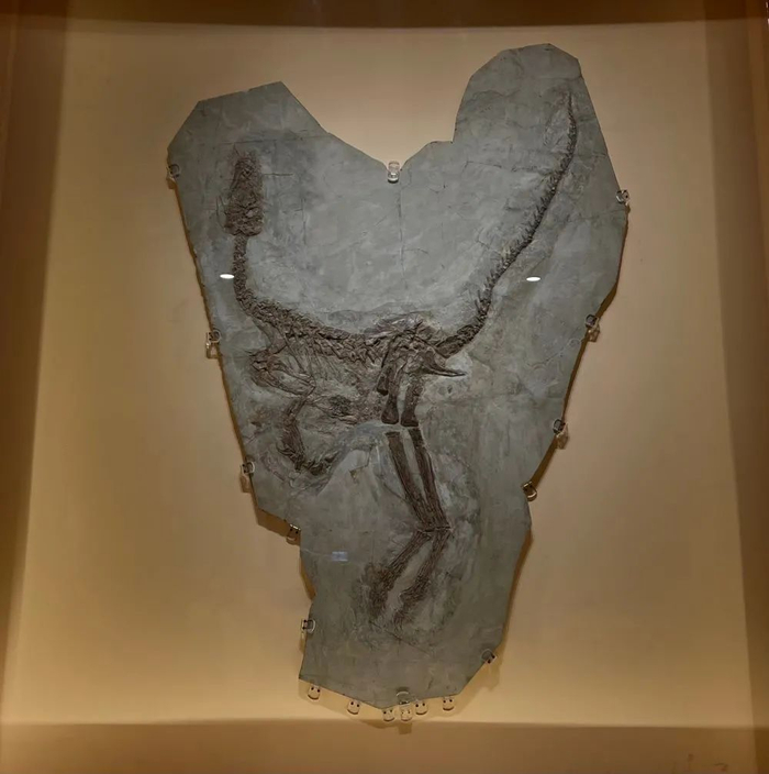 图为中华龙鸟化石。（新华社记者 赵洪南 摄）