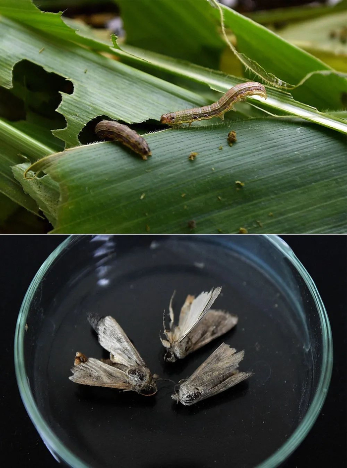 这是草地贪夜蛾幼虫（上）和成虫。新华社记者郭程 摄