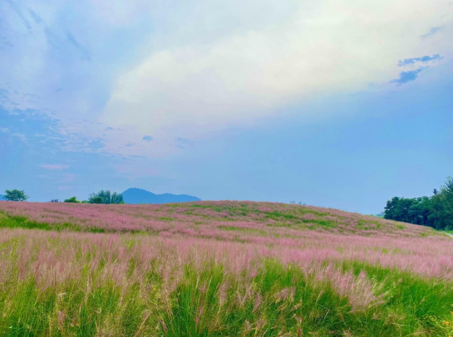 　　庐江汤池粉黛西坡（庐江县委宣传部供图）