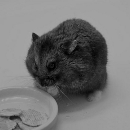 德国小仓鼠Mr。 Goxx资料图。图源：视觉中国