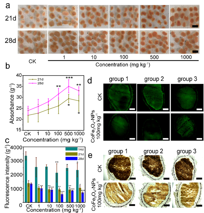 ▲CoFe2O4-NPs纳米酶对ROS含量的影响