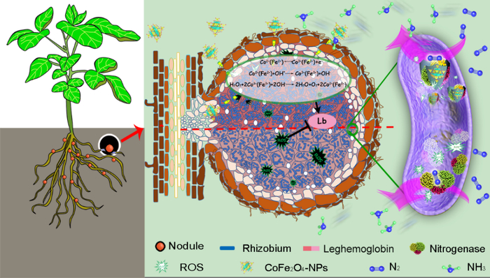 ▲纳米酶调控共生固氮示意图