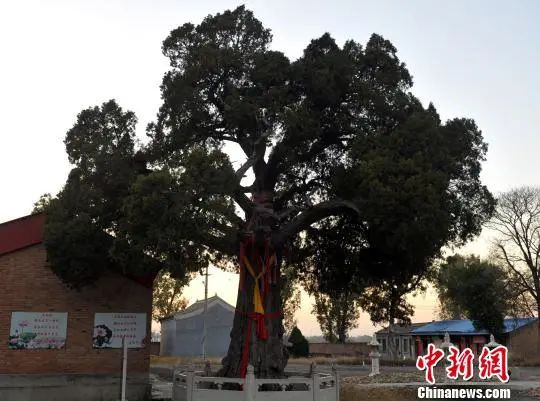 雄安新区容城县明月禅寺内的千年古柏。韩冰摄