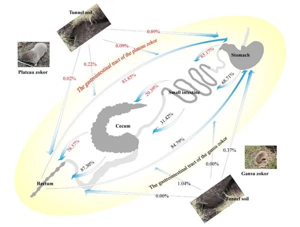 图2.同域分布高原鼢鼠和甘肃鼢鼠胃肠道微生物FEAST溯源分析