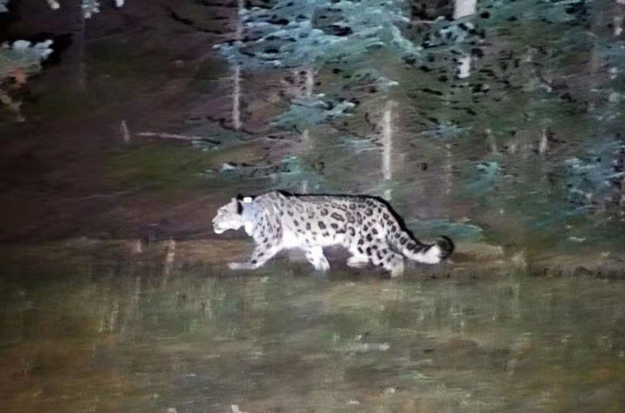 9月22日，刚刚放归贺兰山内蒙古段哈拉乌北沟林区的雪豹。（受访单位供图）