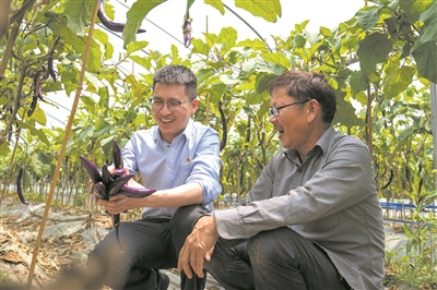 农行温州分行客户经理向马屿镇农民了解茄子丰收情况。