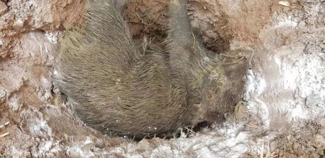 巴中农联护农狩猎队对猎捕到的野猪进行无害化处理。受访者供图