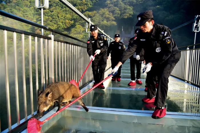 2018年11月29日，一头小野猪误入广东清远市古龙峡景区。