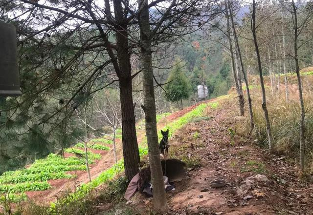 小狗被拴在地头，听到脚步声后立即警惕地吠叫。新京报记者 杨柳 摄
