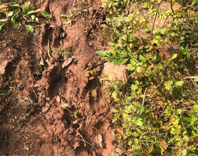 田地里野猪的脚印。新京报记者 杨柳 摄