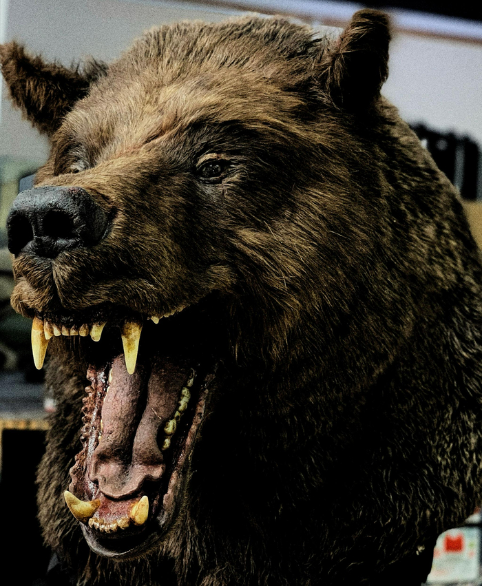 薛松团队完成的生物角色的实拍模型。受访者供图