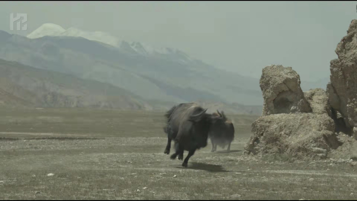 薛松团队完成的生物角色的实拍模型。受访者供图