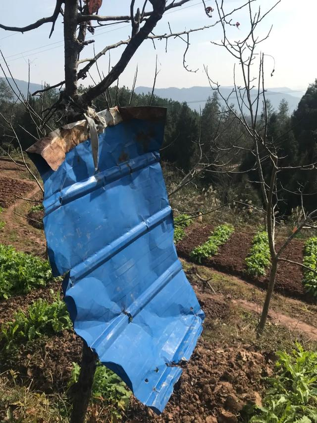 挂在地头的铁片。新京报记者 杨柳 摄