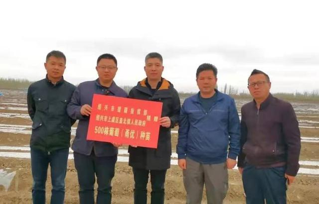 今年3月，首批500株“甬优”野藤葡萄在新疆阿瓦提试种。盖北镇供图