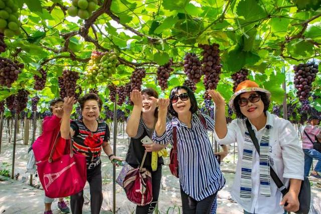游客们在盖北野藤葡萄公园内采摘葡萄。盖北镇供图