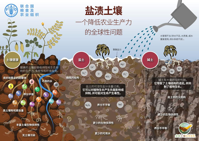 盐渍土壤。来源：联合国粮食及农业组织
