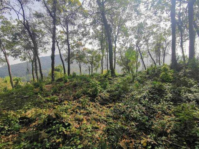 杭州飞来峰神尼舍利塔遗址 魏祝挺摄